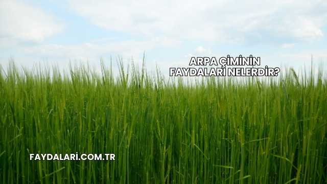 Arpa Çiminin Faydaları Nelerdir?