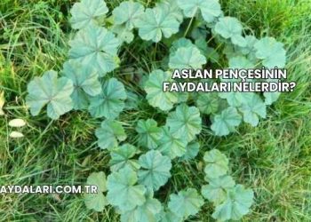 Aslan Pençesinin Faydaları Nelerdir?