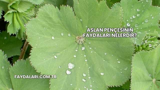 Aslan Pençesinin Faydaları Nelerdir?