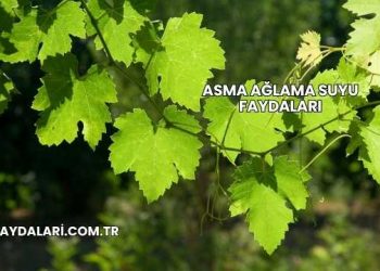 Asma Ağlama Suyu Faydaları