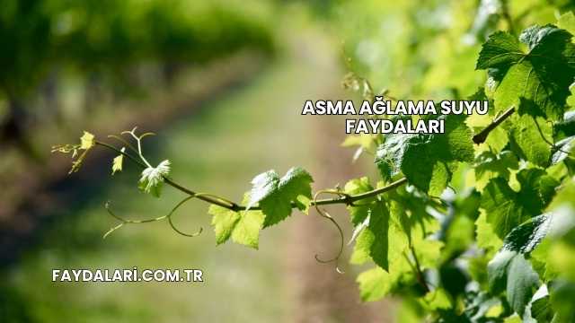 Asma Ağlama Suyu Faydaları