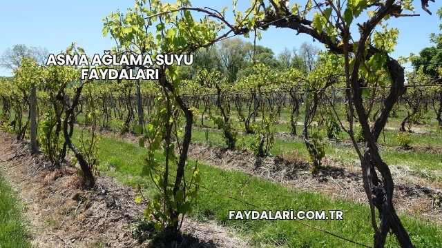 Asma Ağlama Suyu Faydaları