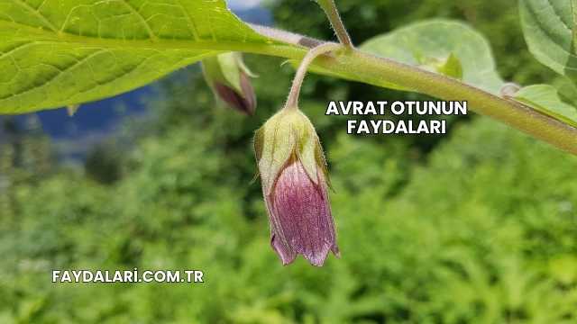 Avrat Otunun Faydaları