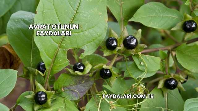 Avrat Otunun Faydaları