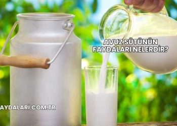 Avuz Sütünün Faydaları Nelerdir?