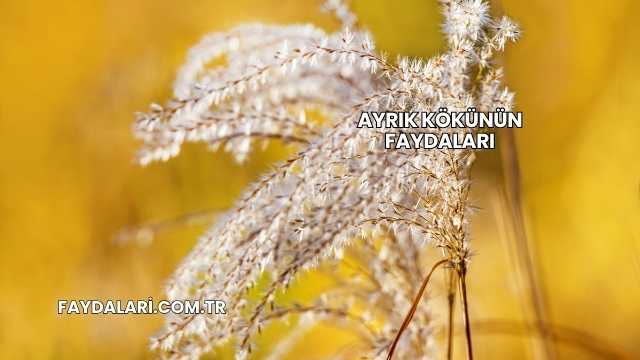 Ayrık Kökünün Faydaları