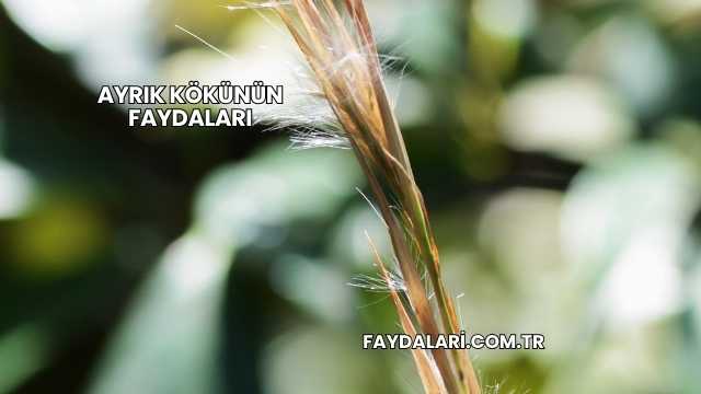 Ayrık Kökünün Faydaları