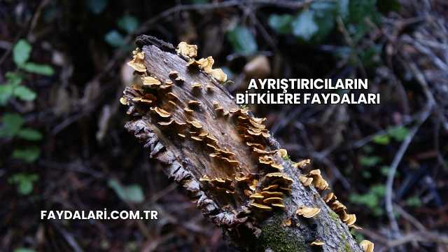 Ayrıştırıcıların Bitkilere Faydaları