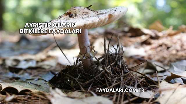Ayrıştırıcıların Bitkilere Faydaları