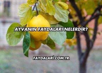 Ayvanın Faydaları Nelerdir?