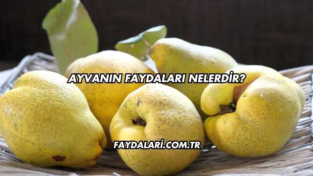 Ayvanın Faydaları Nelerdir?