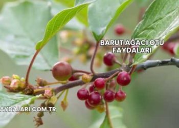 Barut Ağacı Otu Faydaları
