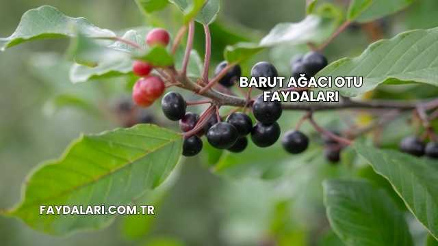 Barut Ağacı Otu Faydaları