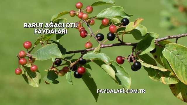 Barut Ağacı Otu Faydaları