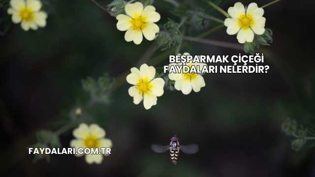 Beşparmak Çiçeği Faydaları Nelerdir?