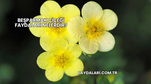 Beşparmak Çiçeği Faydaları Nelerdir?