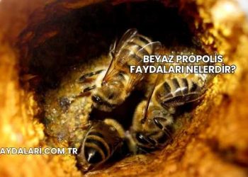 Beyaz Propolis Faydaları Nelerdir?