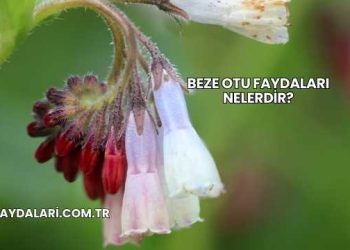 Beze Otu Faydaları Nelerdir?
