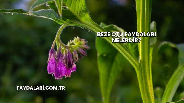 Beze Otu Faydaları Nelerdir?