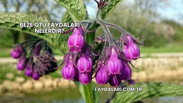 Beze Otu Faydaları Nelerdir?