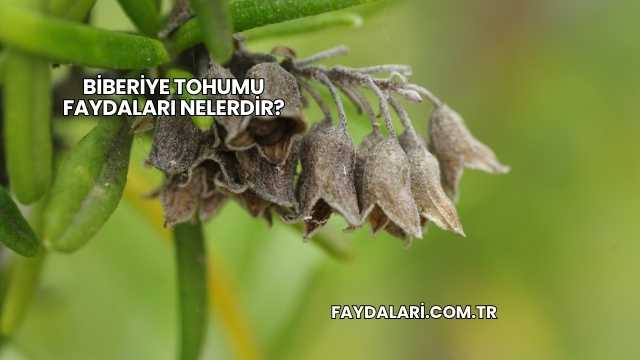 Biberiye Tohumu Faydaları Nelerdir?