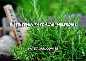 Biberiyenin Faydaları Nelerdir?