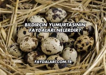Bıldırcın Yumurtasının Faydaları Nelerdir?