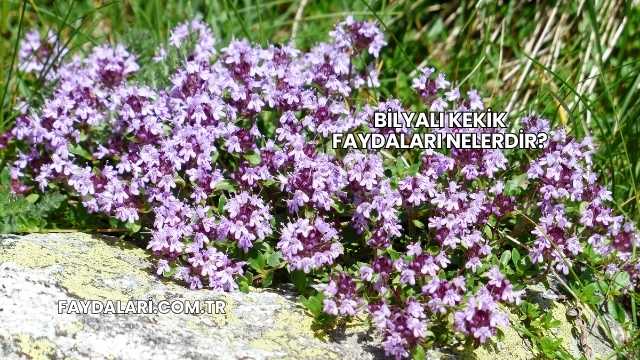 Bilyalı Kekik Faydaları Nelerdir?