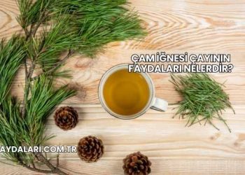 Çam İğnesi Çayının Faydaları Nelerdir?