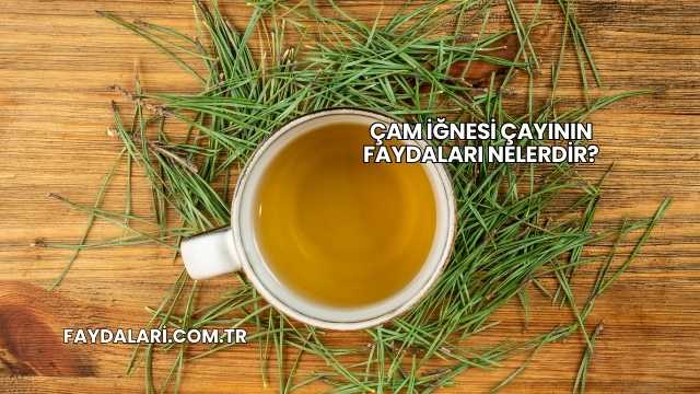 Çam İğnesi Çayının Faydaları Nelerdir?