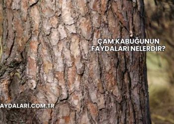 Çam Kabuğunun Faydaları Nelerdir?