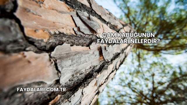 Çam Kabuğunun Faydaları Nelerdir?