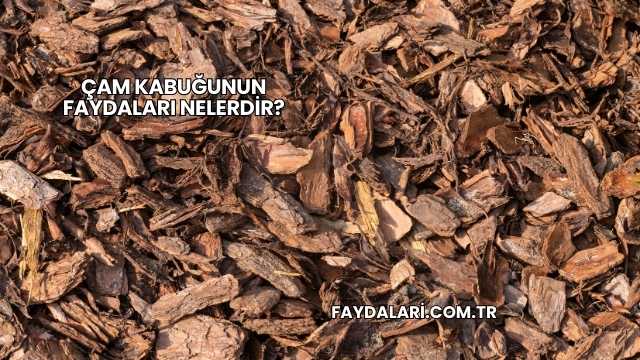 Çam Kabuğunun Faydaları Nelerdir?