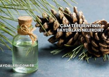 Çam Terebentinin Faydaları Nelerdir?