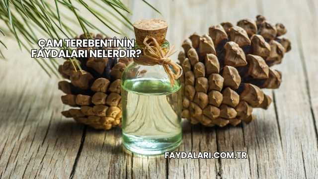 Çam Terebentinin Faydaları Nelerdir?