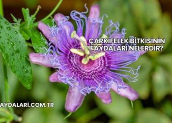 Çarkıfelek Bitkisinin Faydaları Nelerdir?