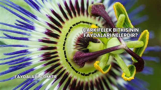 Çarkıfelek Bitkisinin Faydaları Nelerdir?