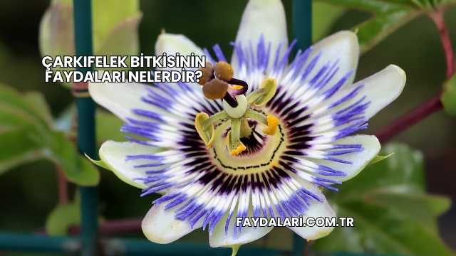 Çarkıfelek Bitkisinin Faydaları Nelerdir?