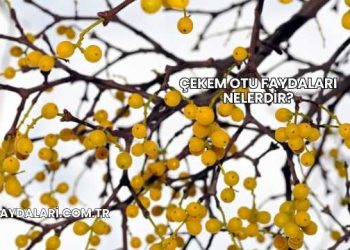 Çekem Otu Faydaları Nelerdir?