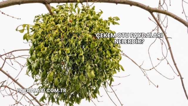 Çekem Otu Faydaları Nelerdir?
