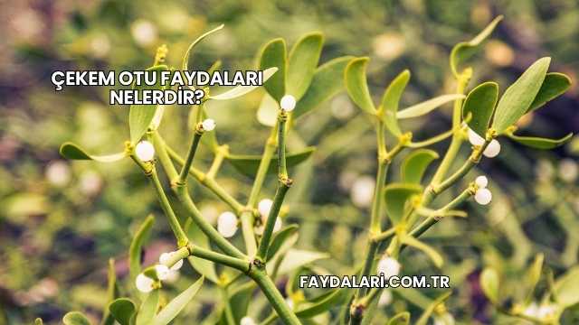 Çekem Otu Faydaları Nelerdir?