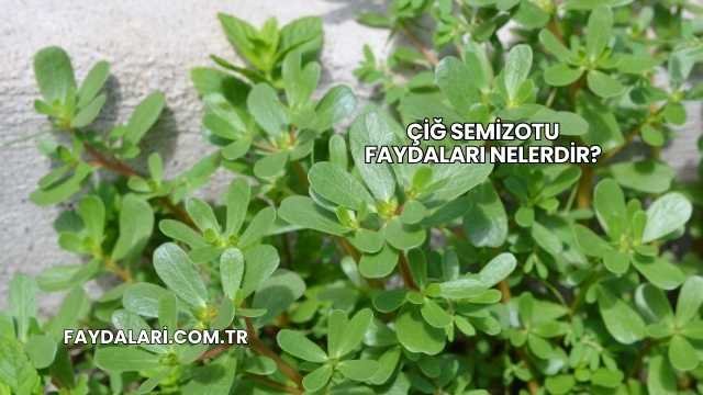 Çiğ Semizotu Faydaları Nelerdir?