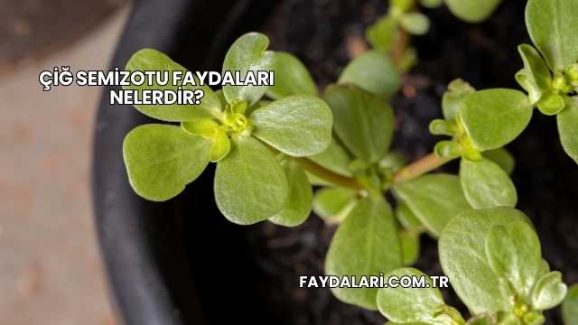 Çiğ Semizotu Faydaları Nelerdir?
