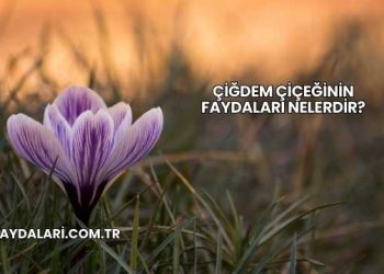 Çiğdem Çiçeğinin Faydaları Nelerdir?