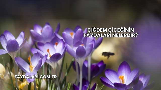 Çiğdem Çiçeğinin Faydaları Nelerdir?