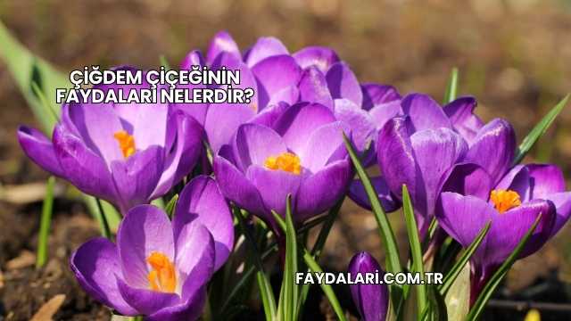 Çiğdem Çiçeğinin Faydaları Nelerdir?