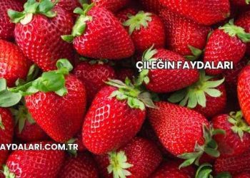 Çileğin Faydaları