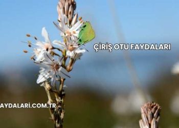 Çiriş Otu Faydaları