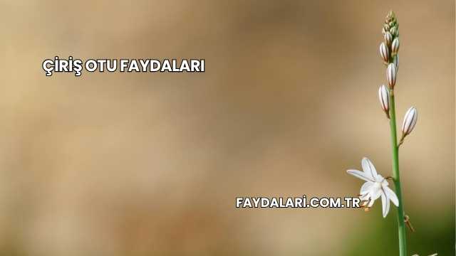 Çiriş Otu Faydaları