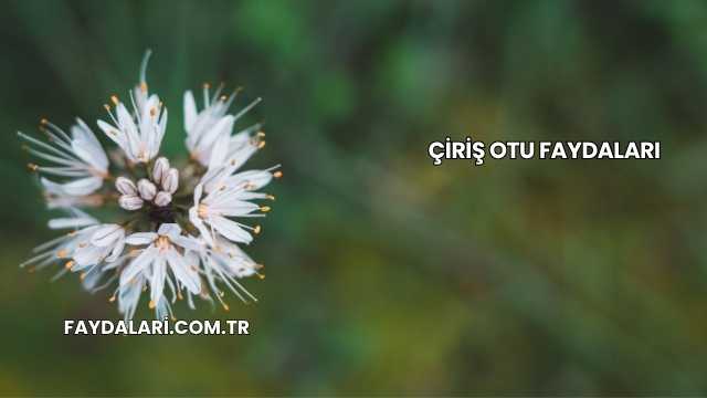 Çiriş Otu Faydaları
